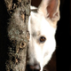 Illustration for article titled Shooting Challenge Pets Gallery 1